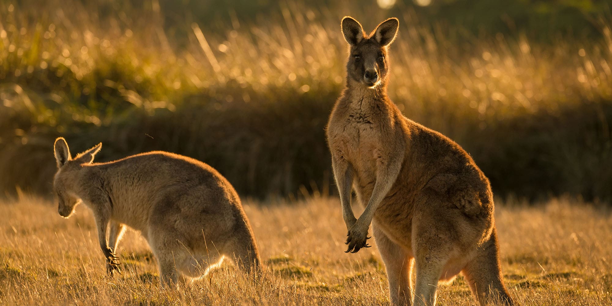 Kangaroo
